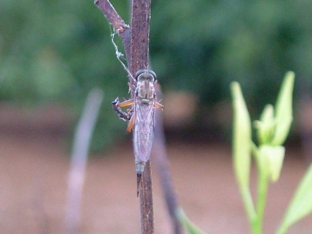 Asilidae
